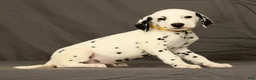 Dalmatian dogs for sale: Chip - Ad 4