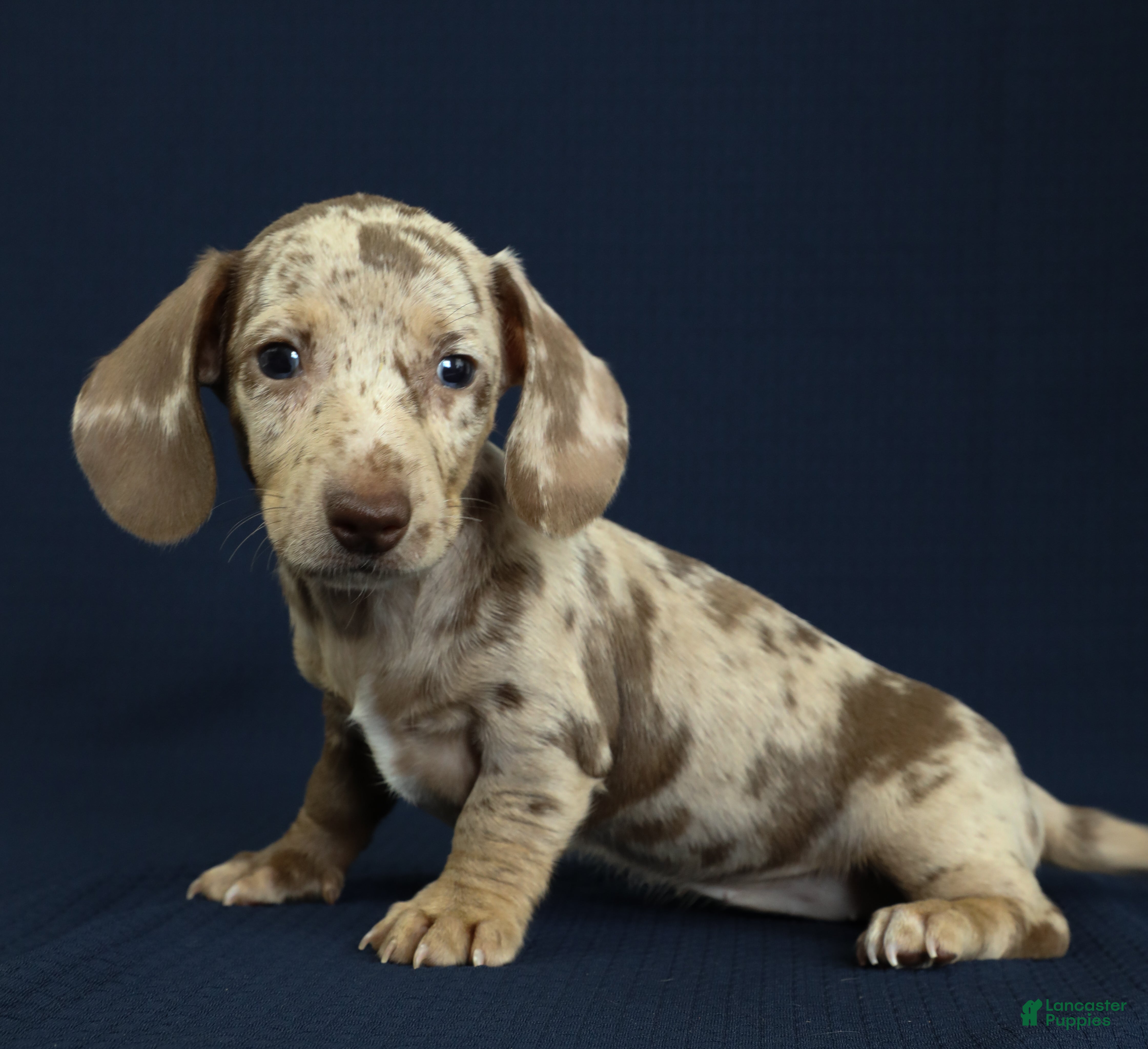 Miniature Dachshund dogs for sale: Isla 🦋 - Ad 2
