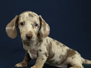 Miniature Dachshund dogs for sale: Isla 🦋 - Ad 2