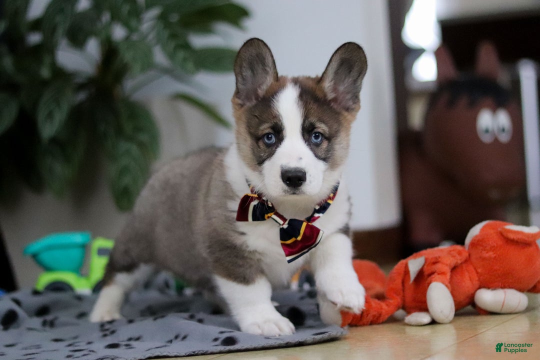 Mixed Breed dogs for sale: Randy - Ad 3