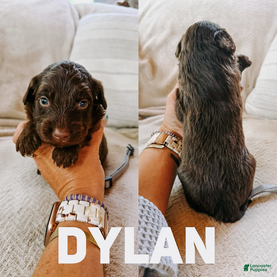 Aussiedoodle dogs for sale: Dylan  - Ad 1