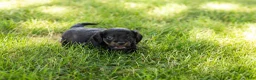Miniature Dachshund dogs for sale: Bella  - Ad 6