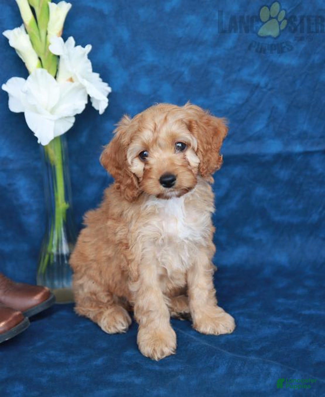 Gallery Image {{count}}