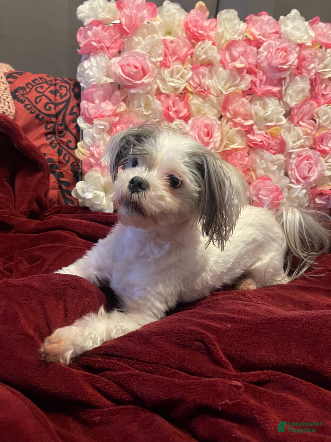 Shih Tzu dogs for sale: Judy - Ad 13