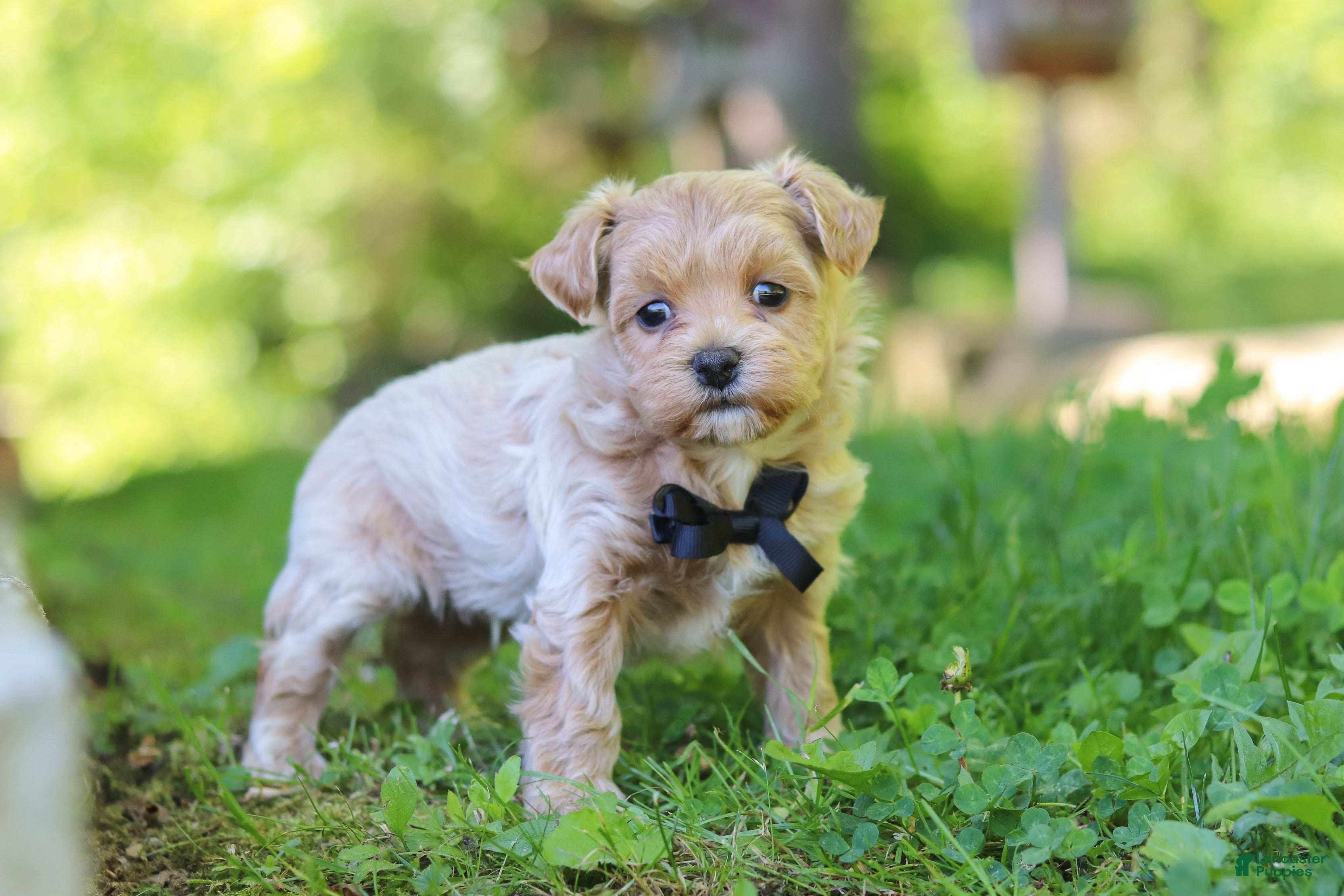 Maltipoo dogs for sale: Rocky - Ad 5