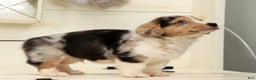 Welsh Corgi Pembroke dogs for sale: Clyde - Ad 5
