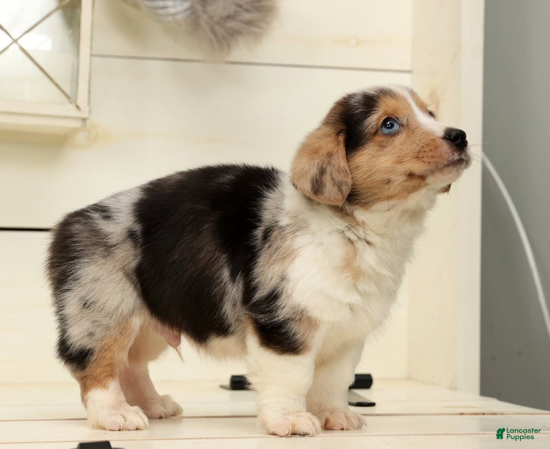 Welsh Corgi Pembroke dogs for sale: Clyde - Ad 5