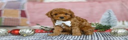 Miniature Poodle dogs for sale: Jax - Ad 3