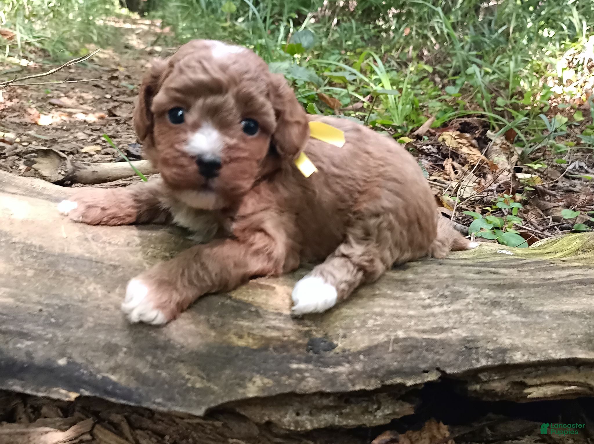 Miniature Poodle dogs Olivia  - Ad 2