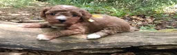 Miniature Poodle dogs for sale: Olivia  - Ad 2