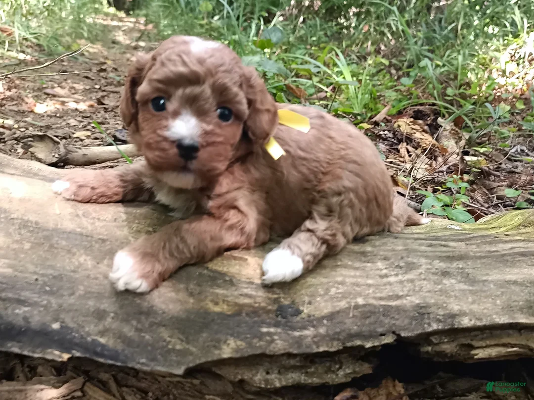 Miniature Poodle dogs for sale: Olivia  - Ad 2