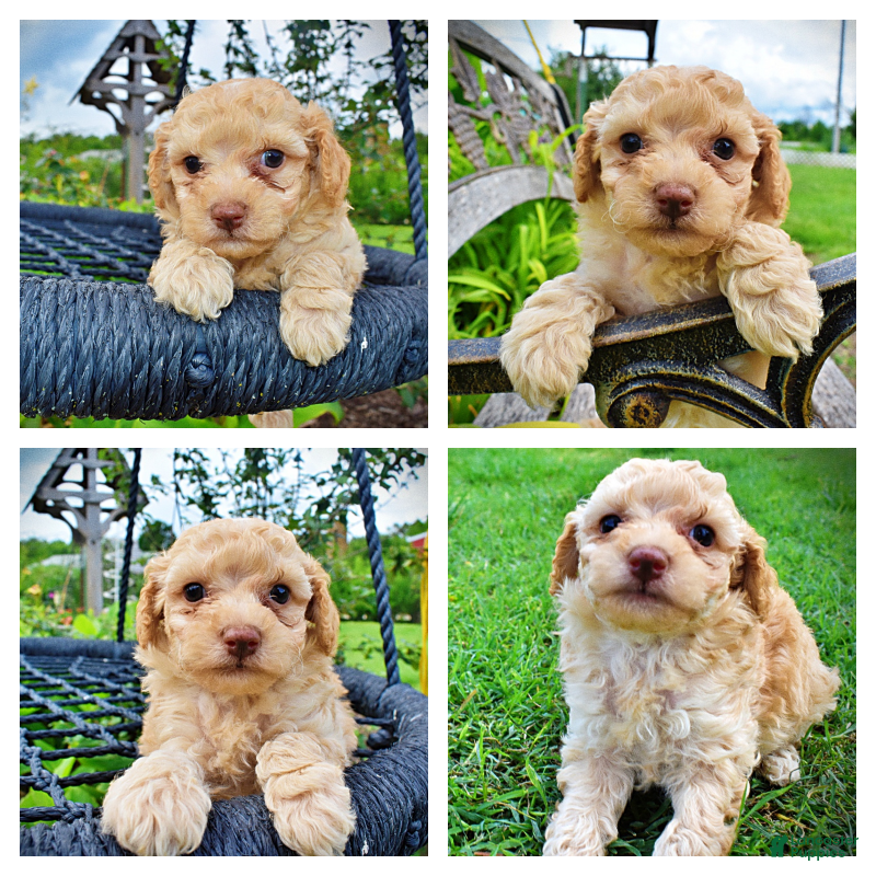 Havapoo dogs Ajax--SUMMER SALE!! $100 off listed price!!  - Ad 1