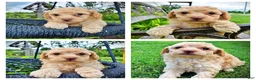 Havapoo dogs for sale: Ajax--SUMMER SALE!! $100 off listed price!!  - Ad 1