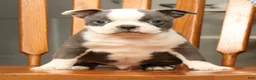 Boston Terrier dogs for sale: Buster - Ad 6