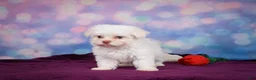 Maltese dogs for sale: Penny - Ad 11