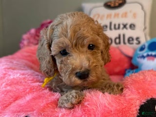 Mini Goldendoodle dogs Jumba Orange Collar Male - Ad 27