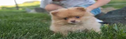 Pomeranian dogs for sale: Toulouse Pomeranian  - Ad 8
