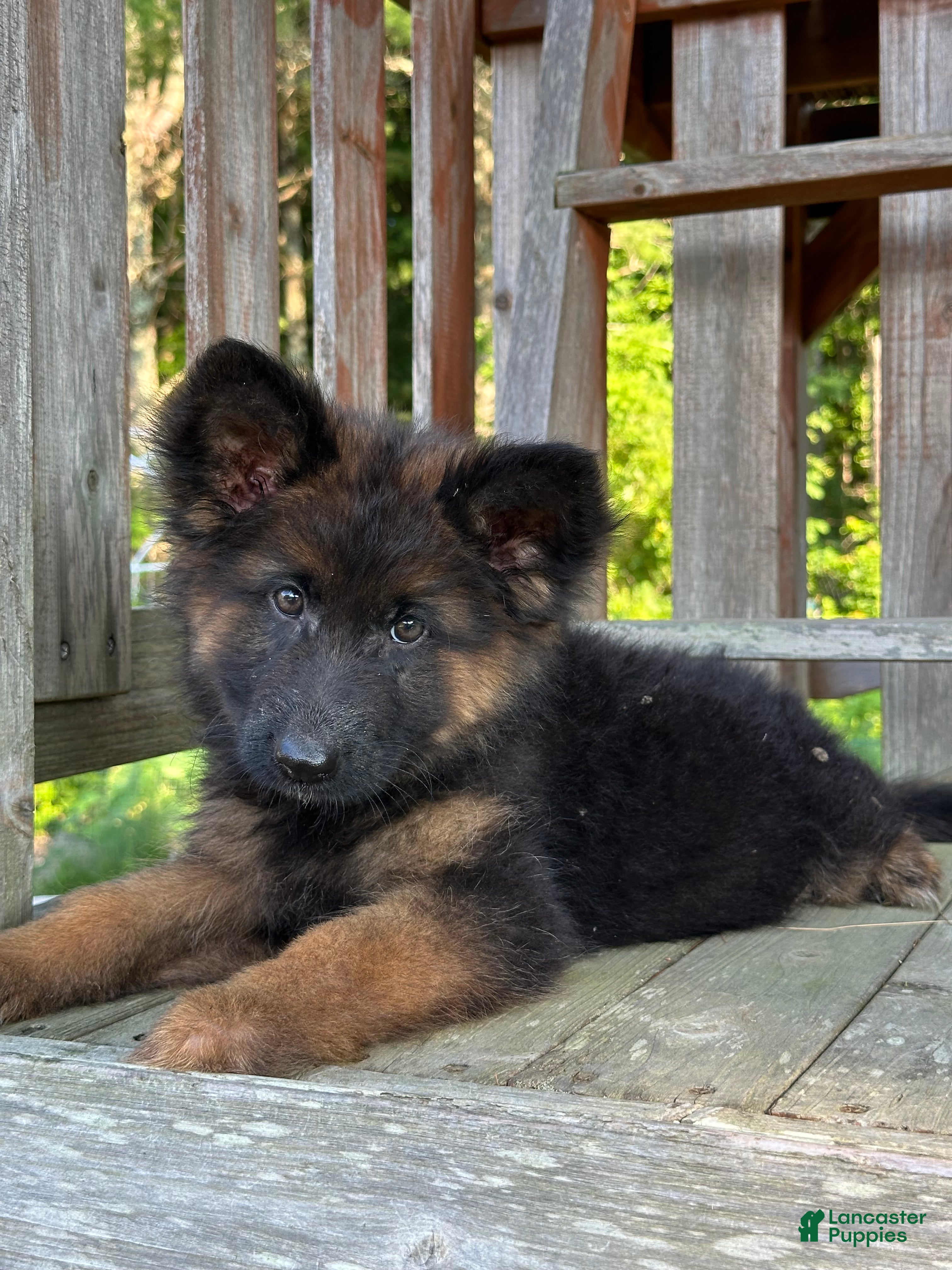 German Shepherd dogs Hazel - Ad 2