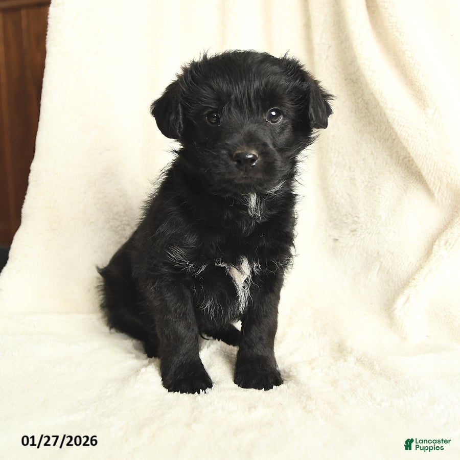 Yorkiepoo dogs Dexter - Ad 2