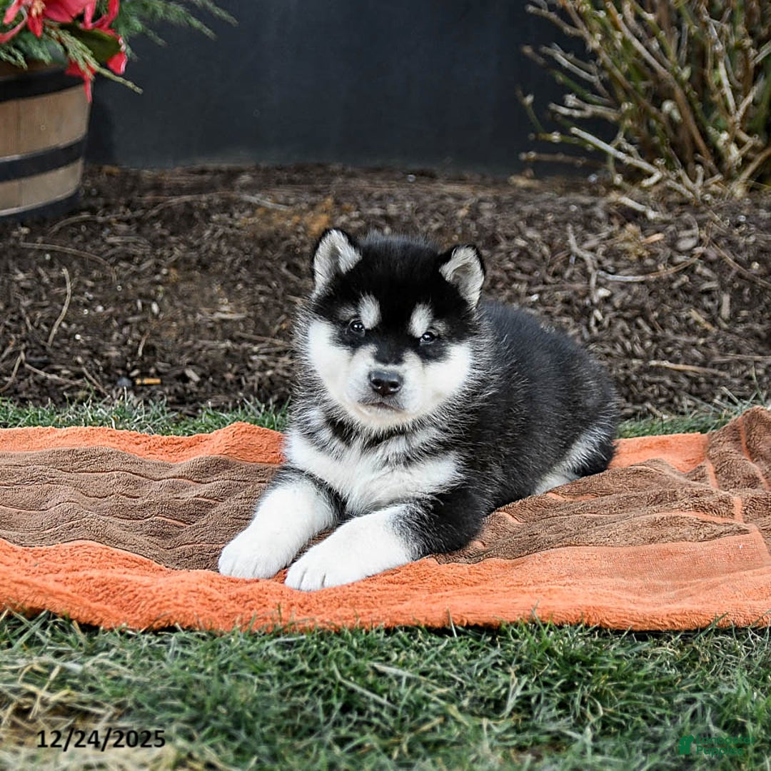 Alaskan Malamute dogs for sale: Judd - Ad 3