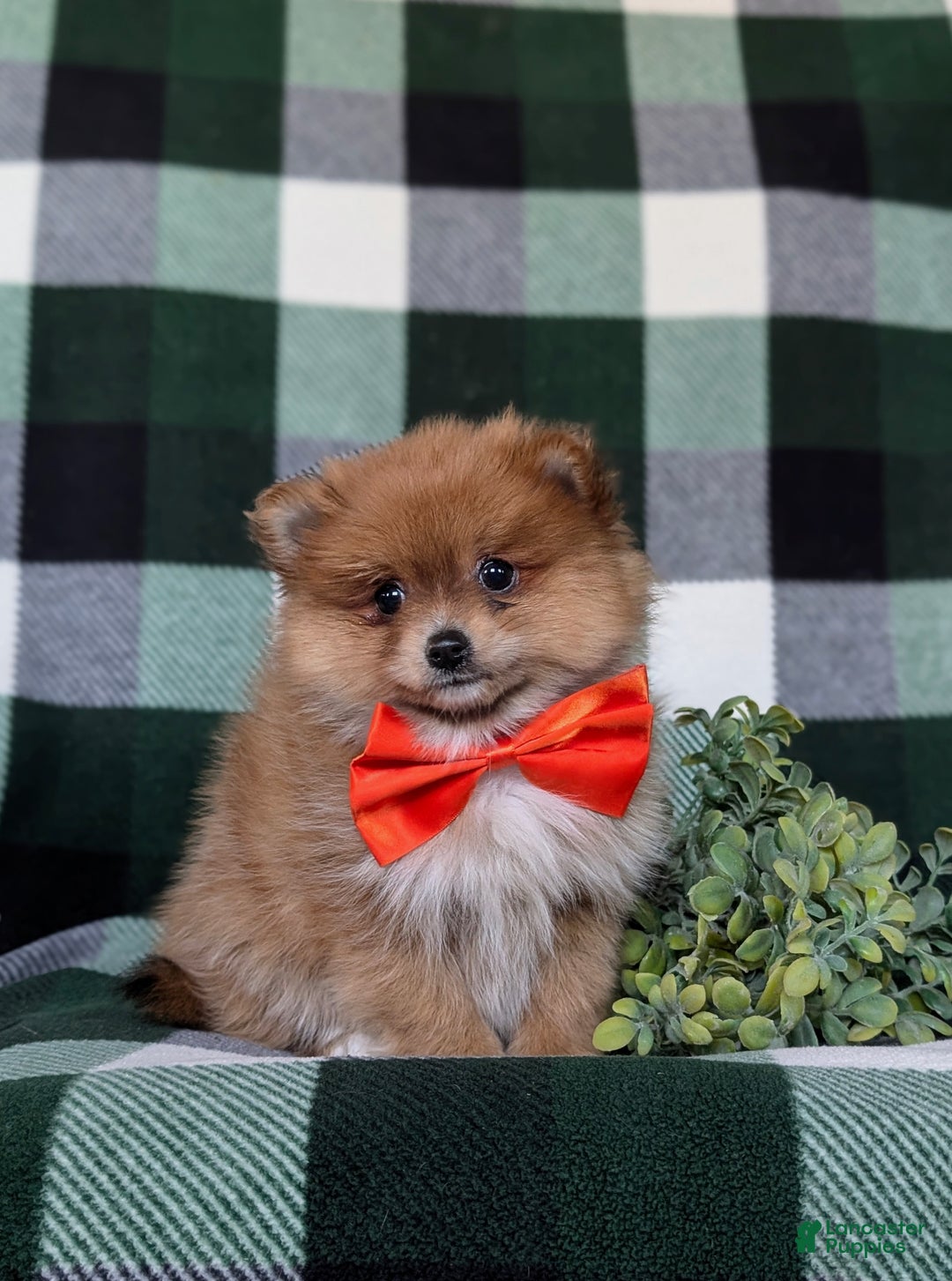 Pomeranian dogs for sale: Conway - Ad 1
