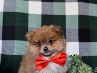 Pomeranian dogs Conway - Ad 22