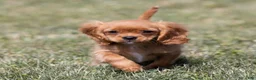 Cavalier King Charles Spaniel dogs for sale: Zephyr - Ad 9