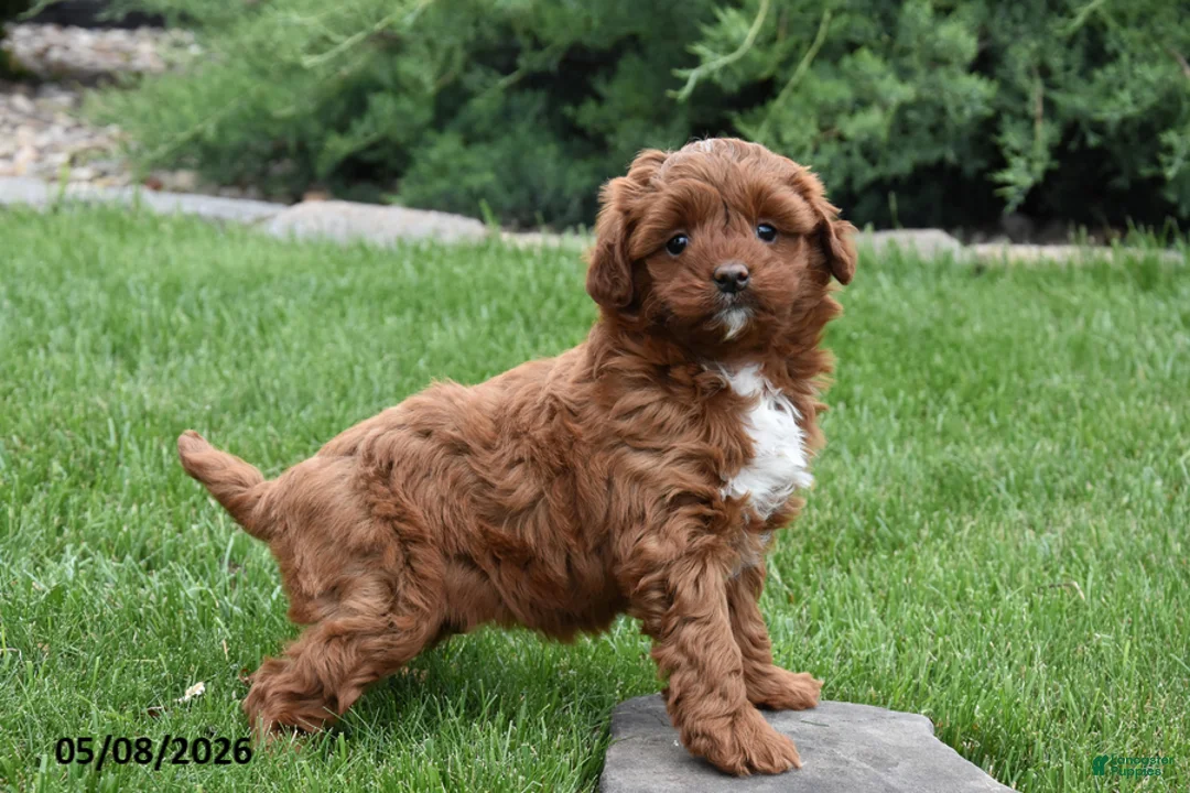 Mini Goldendoodle dogs for sale: Flora - Ad 2
