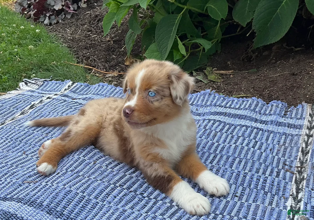 Australian Shepherd dogs for sale: Lacey - Ad 2