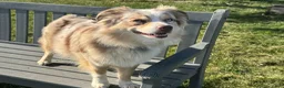 Australian Shepherd dogs for sale: Australian Shepherd 2 - Ad 7