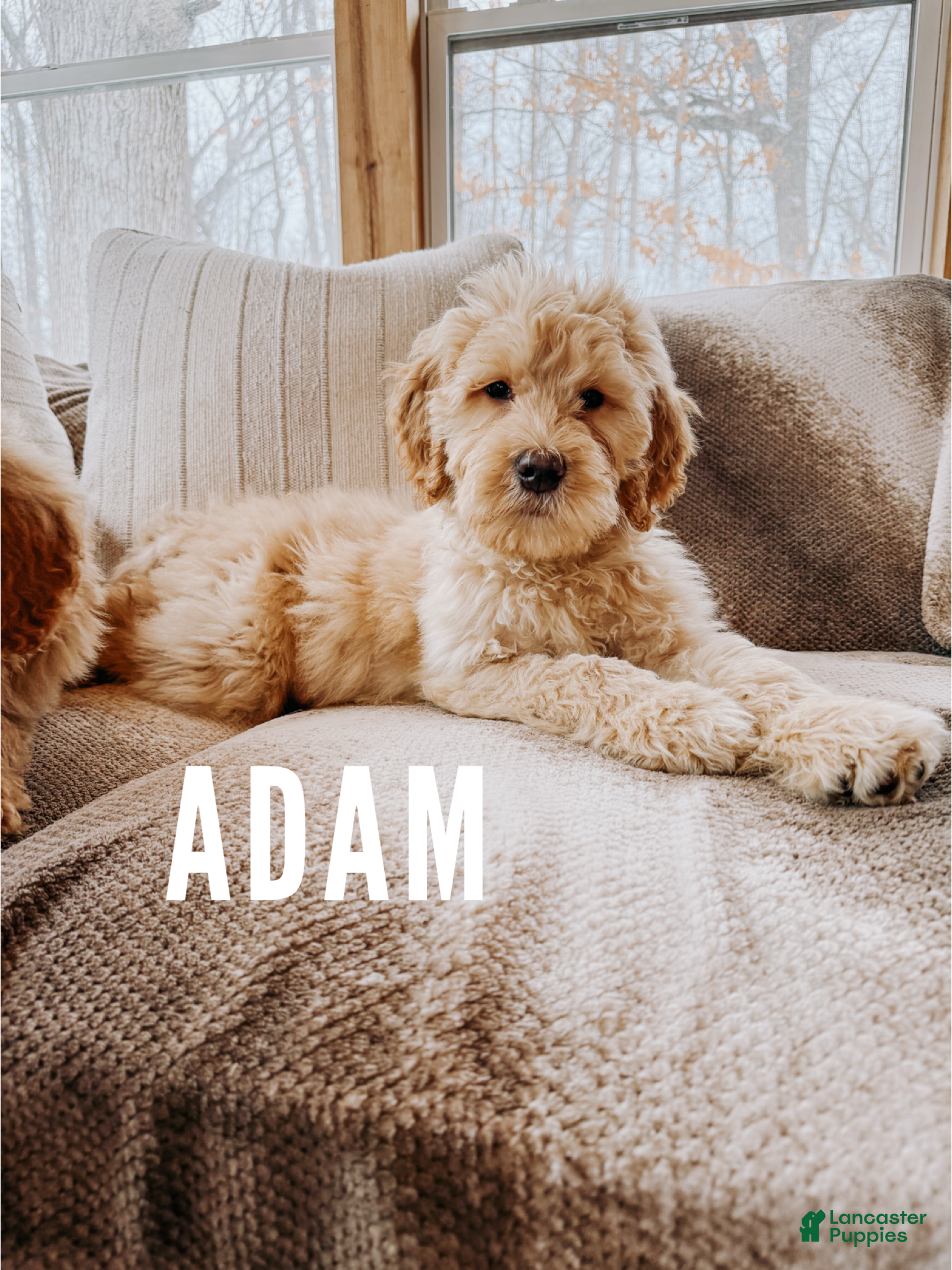 Goldendoodle dogs Adam - Ad 42