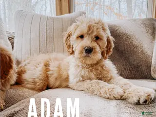 Goldendoodle dogs Adam - Ad 42