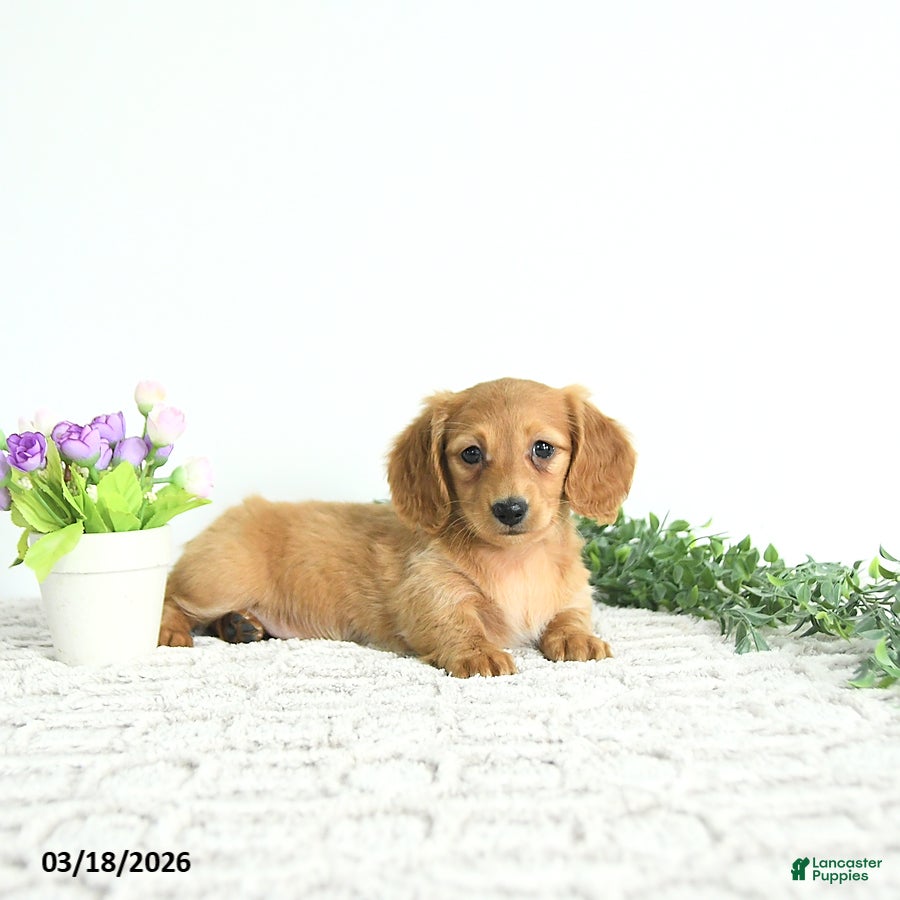 Miniature Dachshund dogs Willow - Ad 1