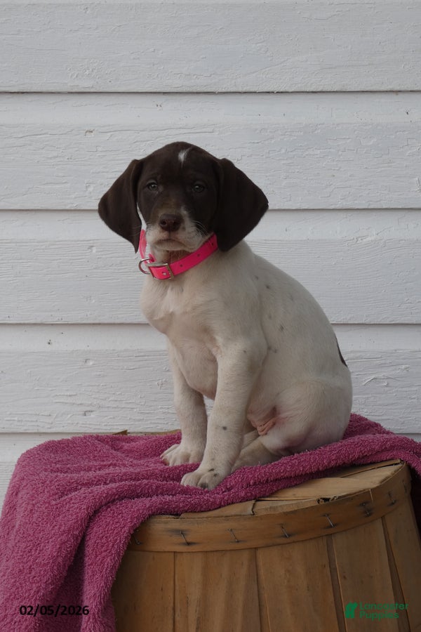 Mixed Breed dogs Dot - Ad 3