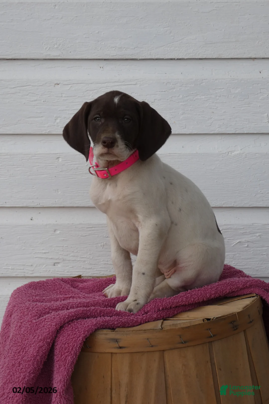 Mixed Breed dogs for sale: Dot - Ad 1