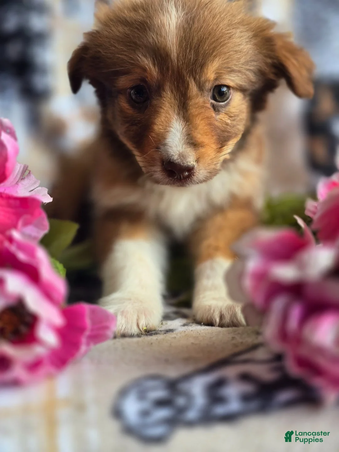 Mixed Breed dogs for sale: Mixed Breed 4 - Ad 2