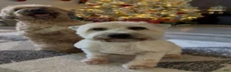 Mixed Breed dogs for sale: White collar girl  - Ad 7