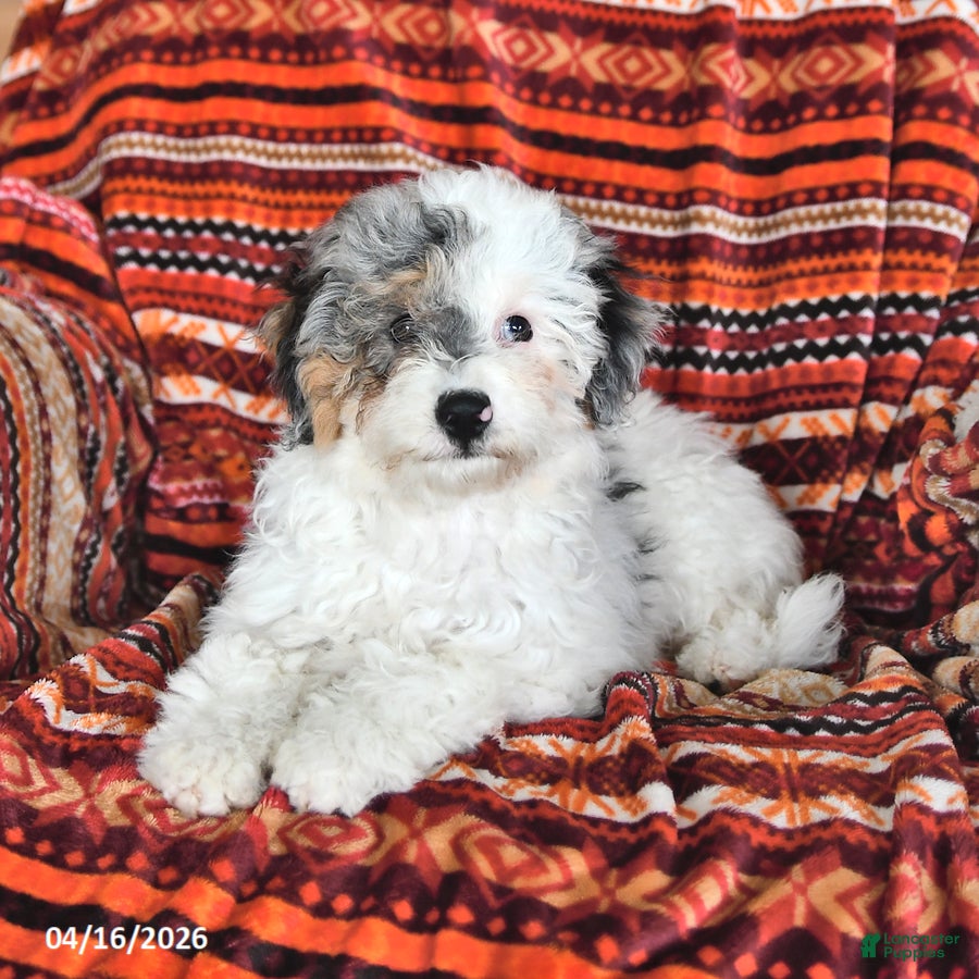 Mini Aussiedoodle dogs Stella - Ad 2