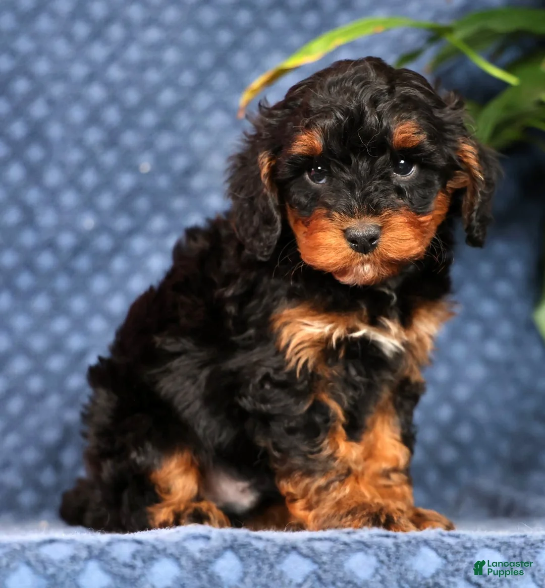 Cavapoo dogs for sale: Quinn - Ad 2