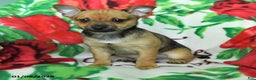 Chihuahua dogs for sale: Adam - Ad 4
