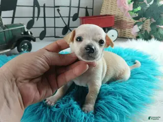 Chihuahua dogs Cece's cream boy, NATIONWIDE DELIVERY - Ad 26