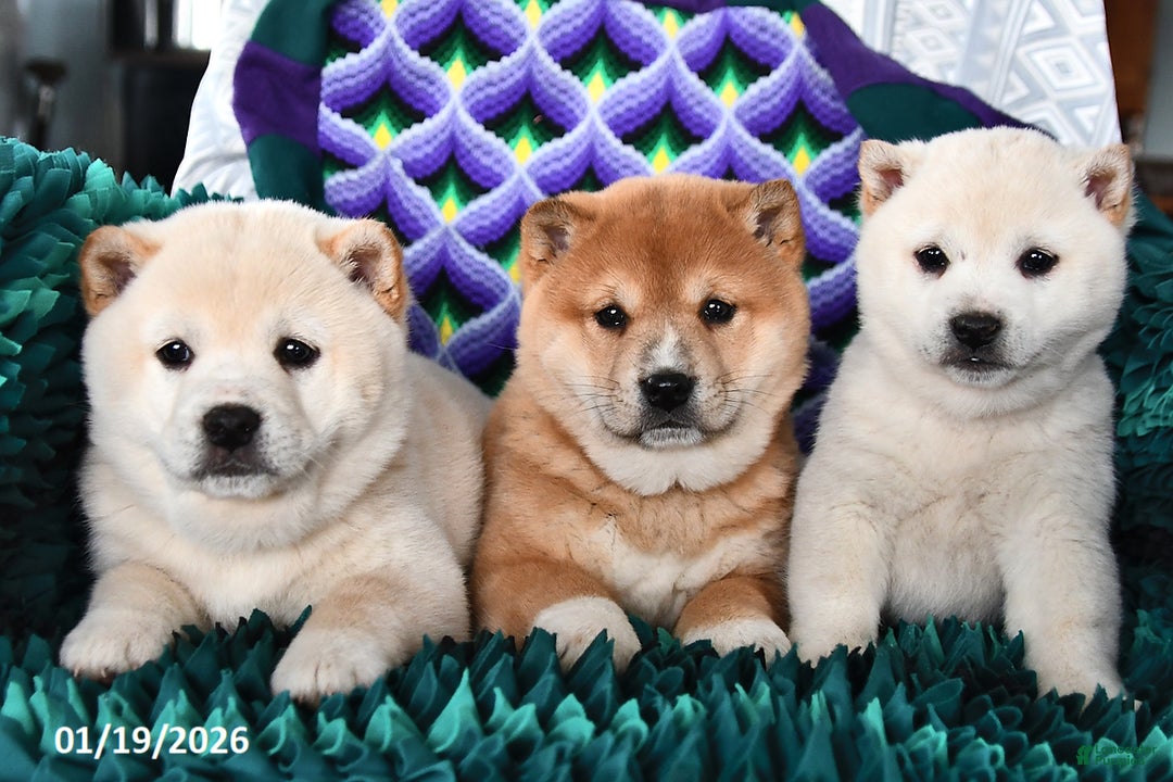 Shiba Inu dogs for sale: Snowball  - Ad 3
