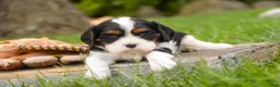 Cavalier King Charles Spaniel dogs for sale: Tom - Ad 4