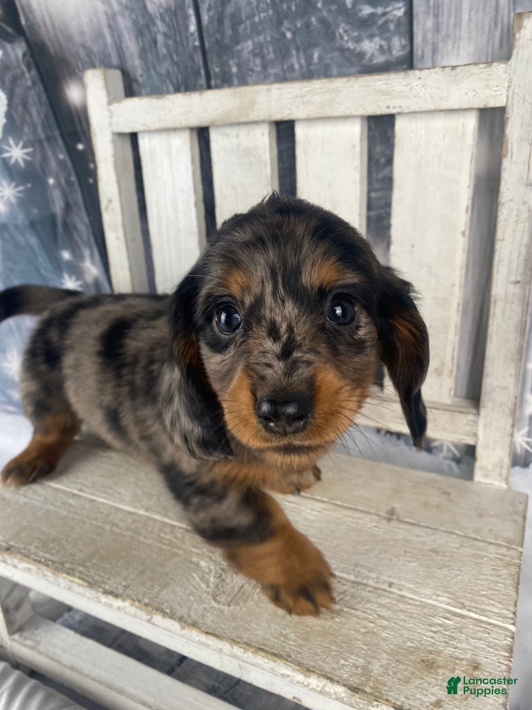 Miniature Dachshund dogs for sale: Donna - Ad 1