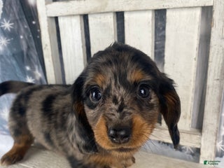 Miniature Dachshund dogs Donna - Ad 10