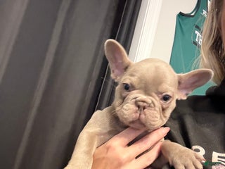 French Bulldog dogs French Bulldog Puppy 2 - Ad 19