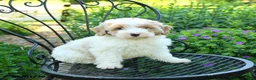 Mixed Breed dogs for sale: Parker - Ad 3