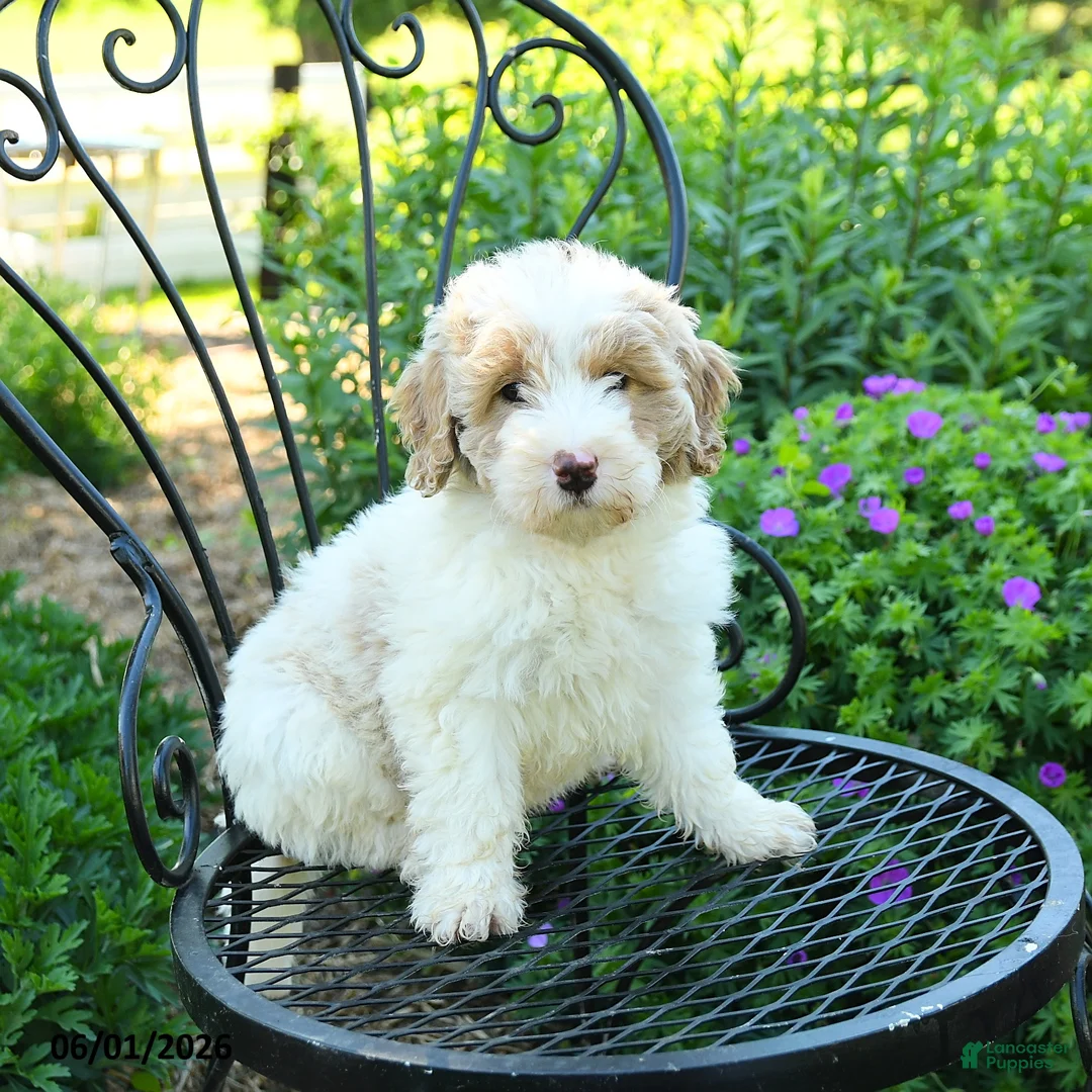 Mixed Breed dogs for sale: Parker - Ad 3