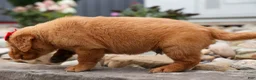 Golden Retriever dogs for sale: Quinton💙 - Ad 16