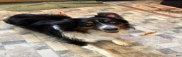Australian Shepherd dogs for stud: Luca Vito - Ad 3